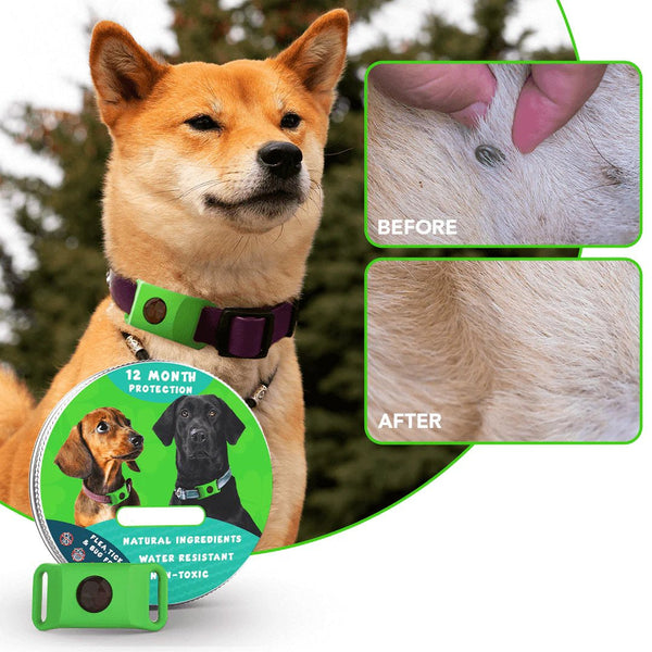 🐕12 Months Flea and Tick Free⏰